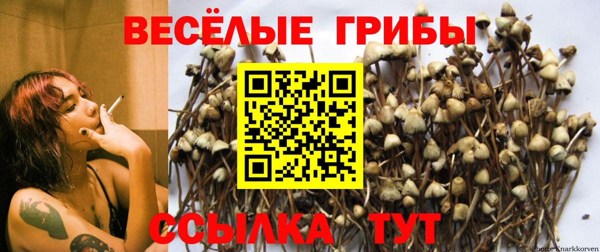 Галлюциногенные грибы Cubensis Россия