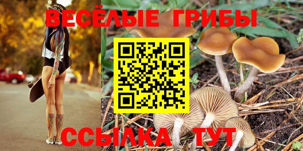 Галлюциногенные грибы MAGIC MUSHROOMS  Вход с VPN  Россия 