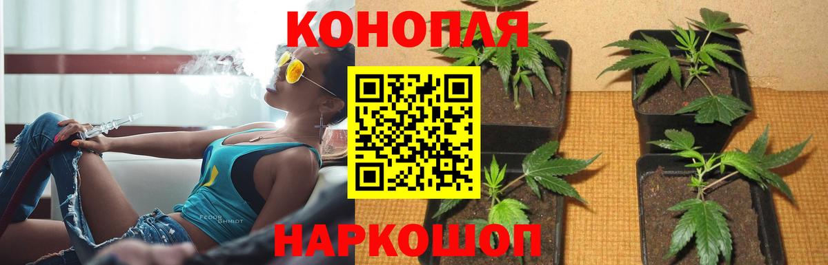 Каннабис тримм  Каннабис Ganja  Канабис White Widow  Россия  Вход с VPN  Бошки Шишки сатива 